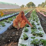 कड़कनाथ के इलाके में स्ट्रॉबेरी की मिठास